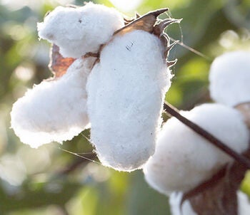 Image of cotton plant. Image of cotton plant.