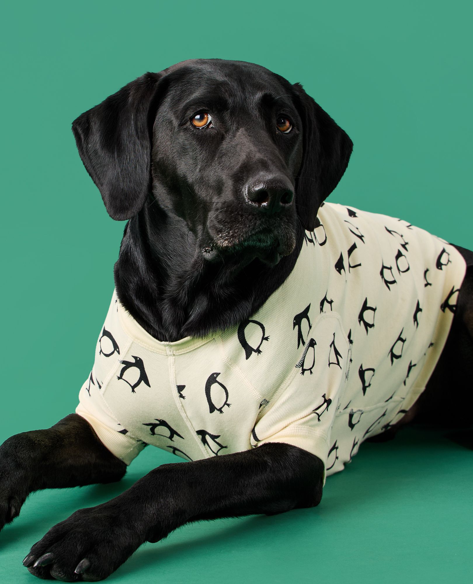 Holiday Dog Pajamas in Squeaky the Penguin - main