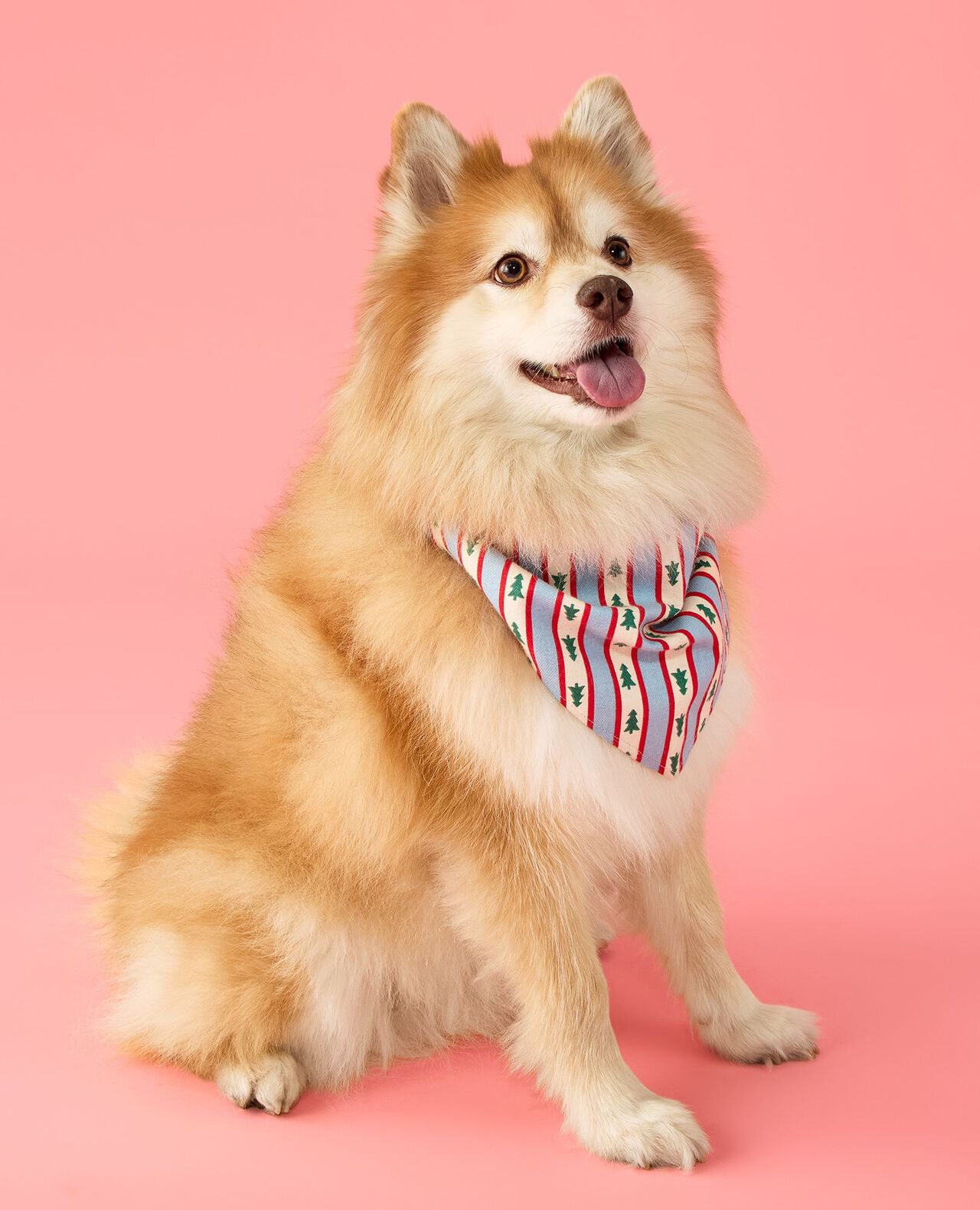 Holiday Flannel Dog Bandana in Tree Ribbons on Blue - main