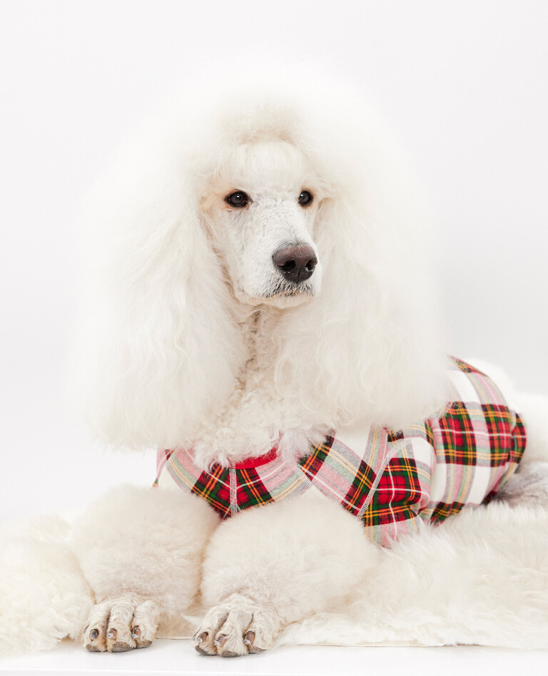 Dog Pajamas in Family Holiday Plaid - main