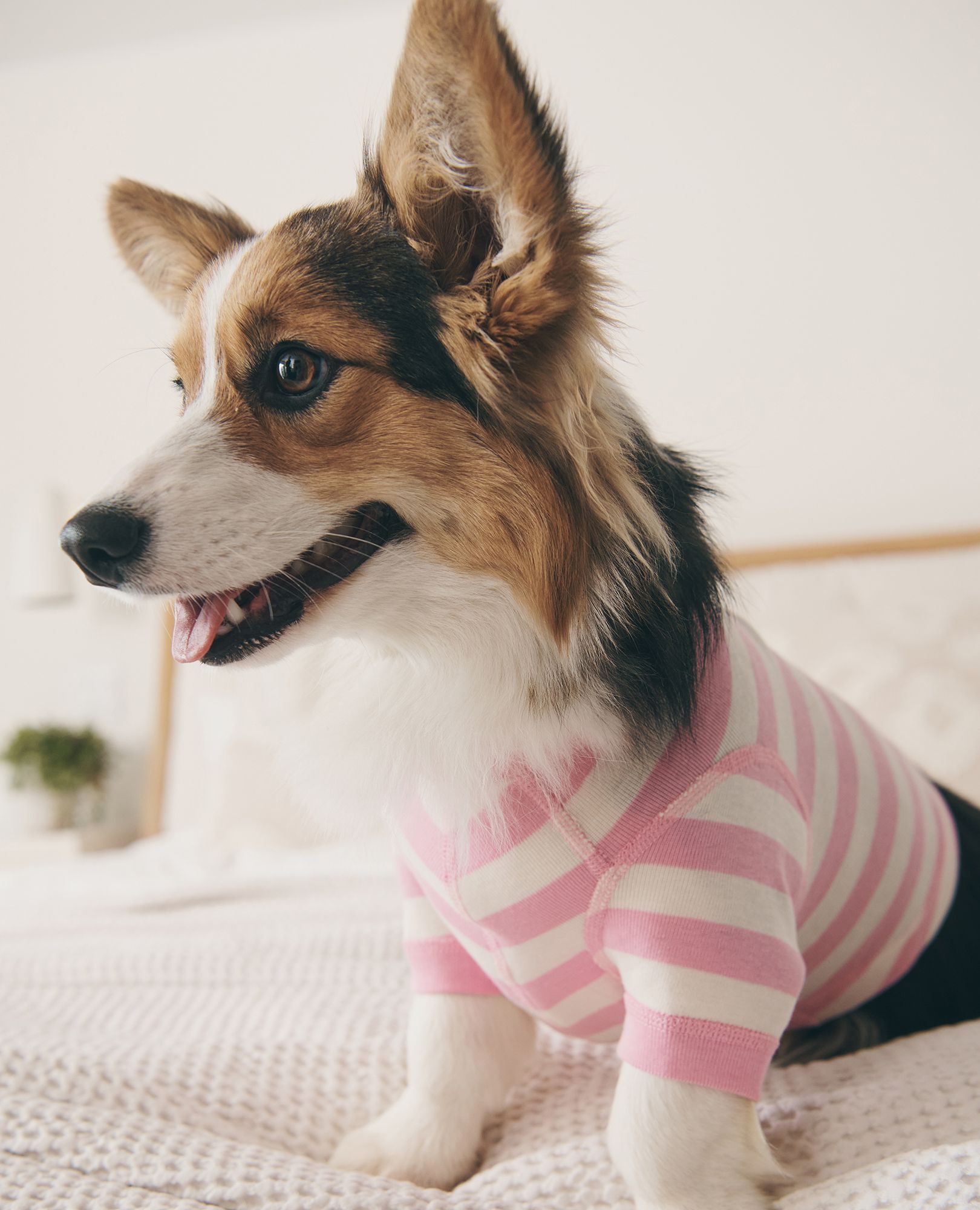 Dog Pajamas Christmas Matching PJs Hanna Andersson