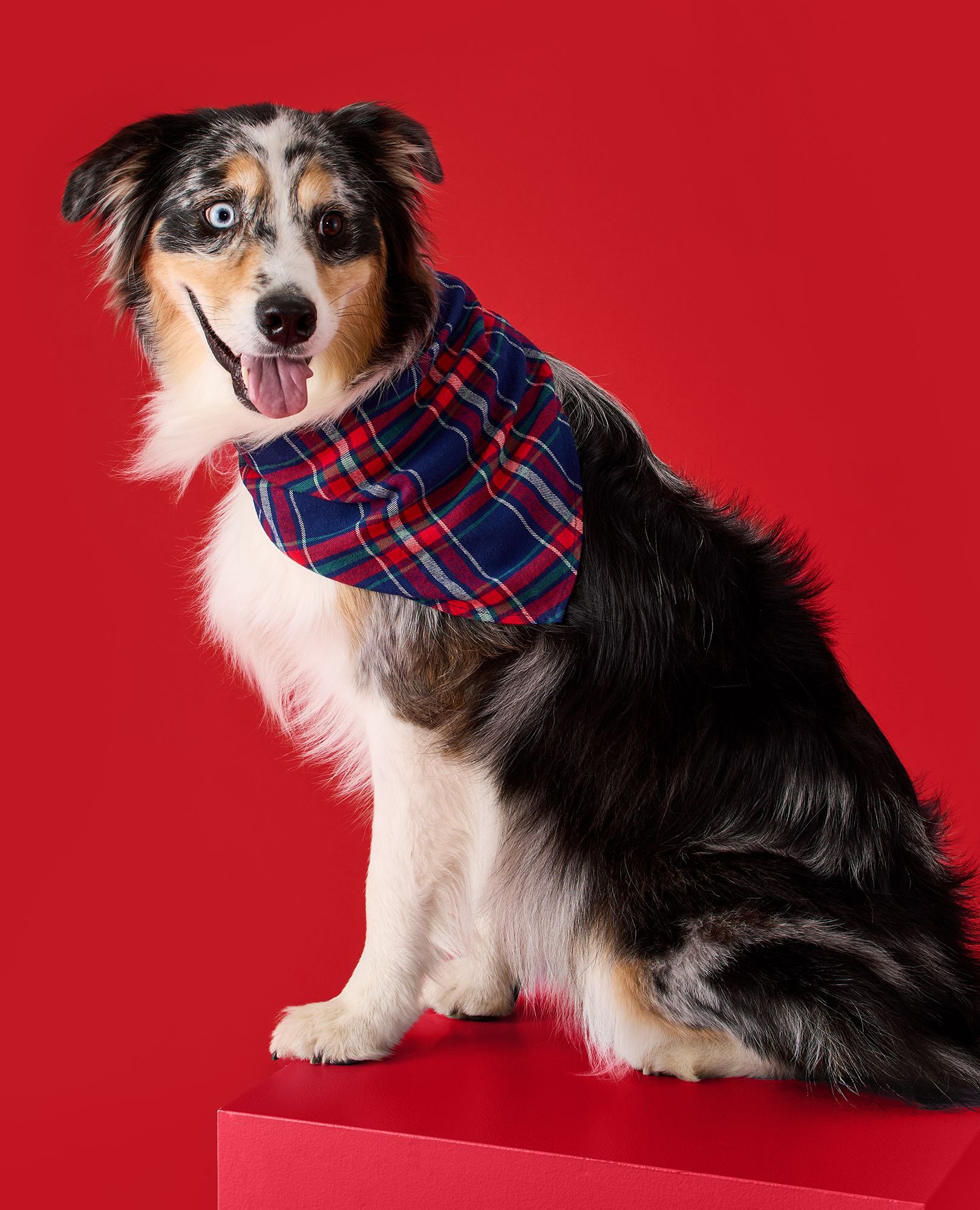 Holiday Flannel Dog Bandana in Navy Plaid - main