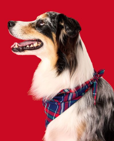 Holiday Flannel Dog Bandana in Navy Plaid - main