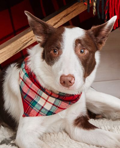 Flannel Dog Bandana in Red Holiday Plaid - main