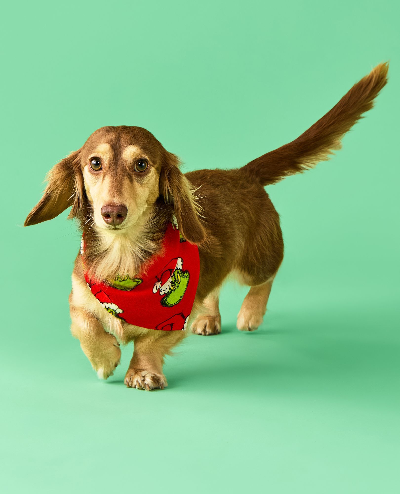 Dr. Seuss Grinch Flannel Dog Bandana in Merry Grinchmas on Red - main