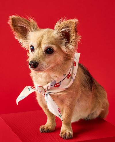 Flannel Dog Bandana in Gondolas - main