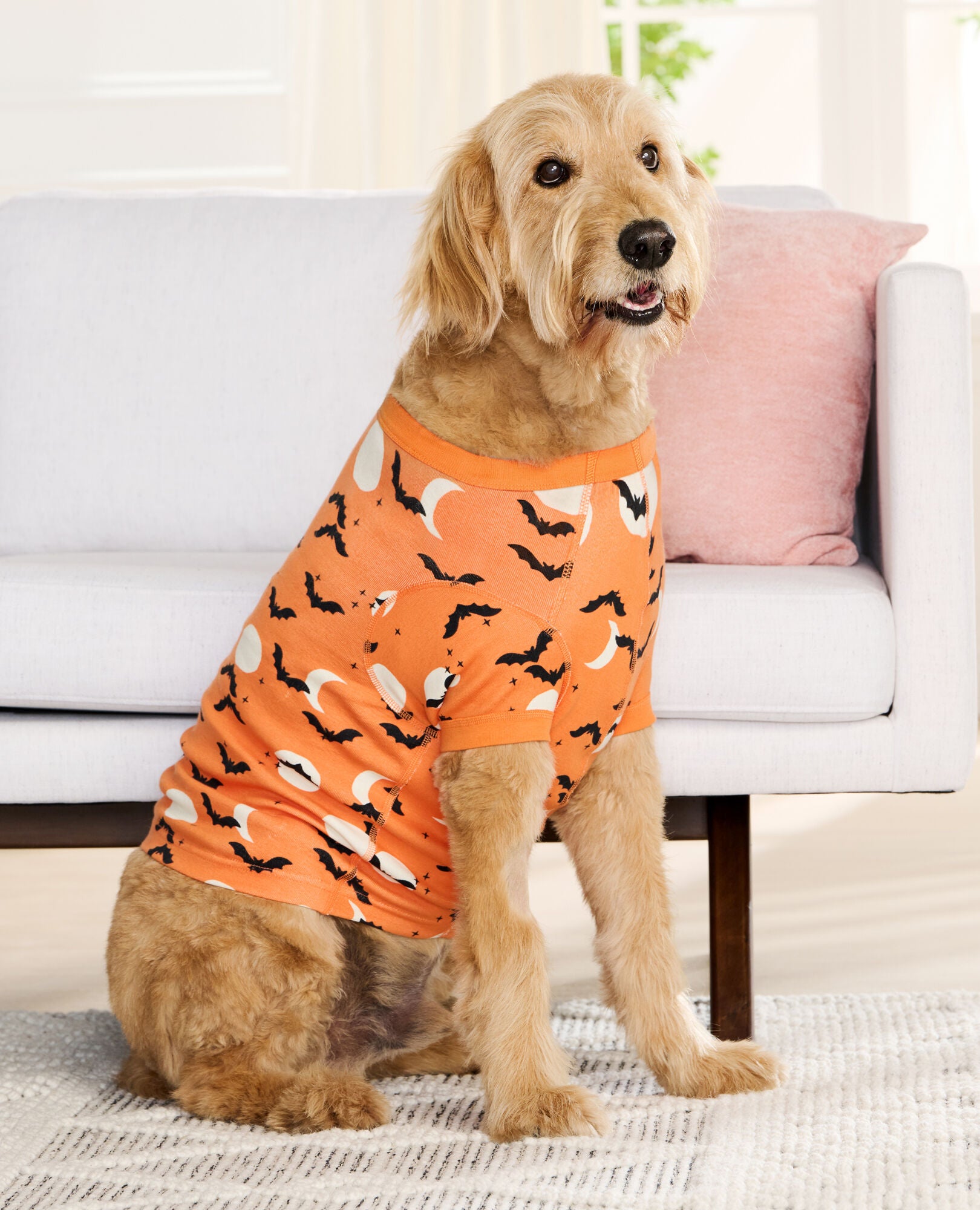 Matching halloween sale pajamas with dog