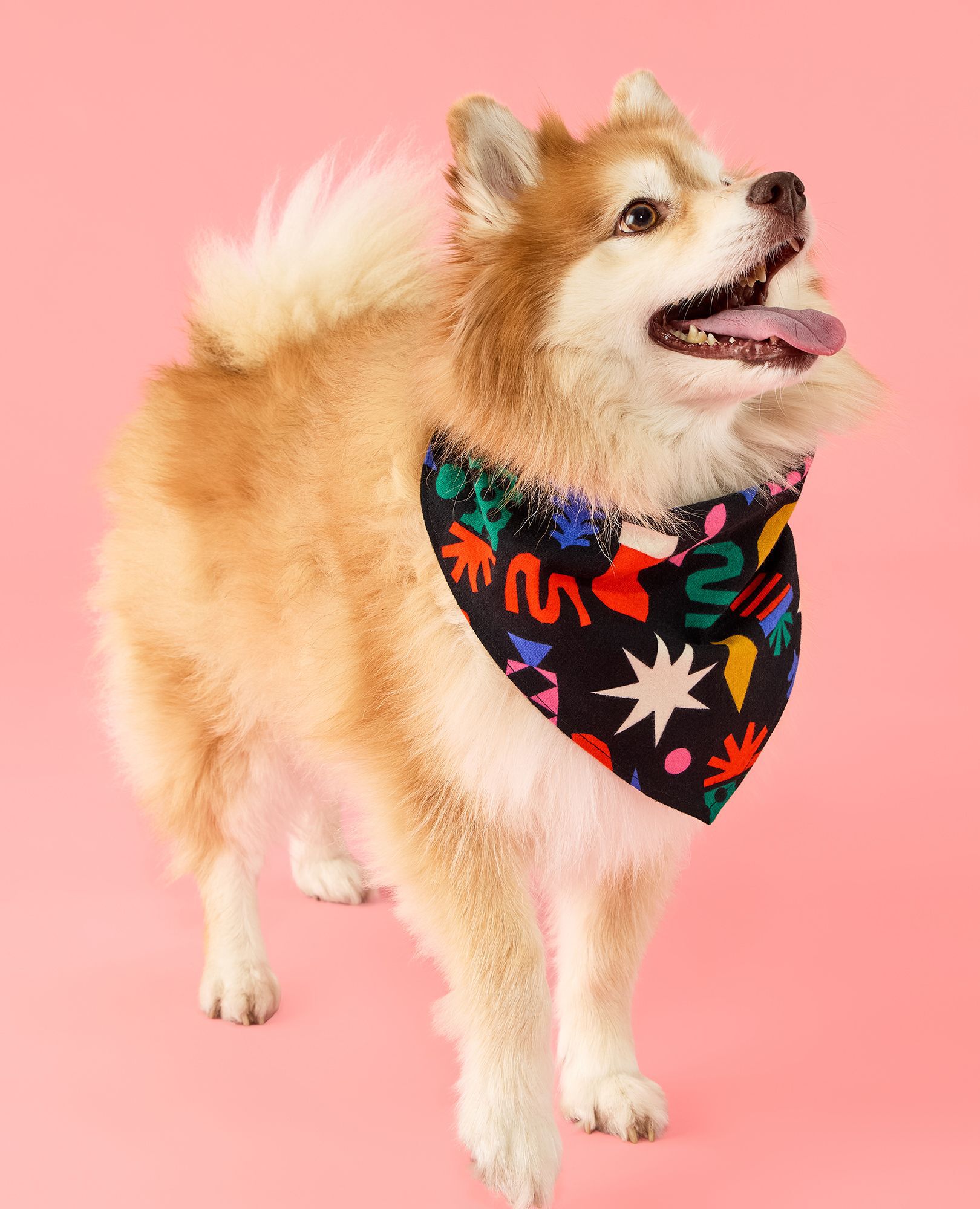 Holiday Flannel Dog Bandana in Modern Festive - main