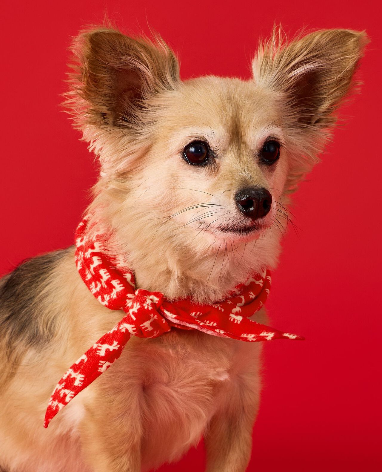 Holiday Flannel Dog Bandana in Flying Dear Deer - main