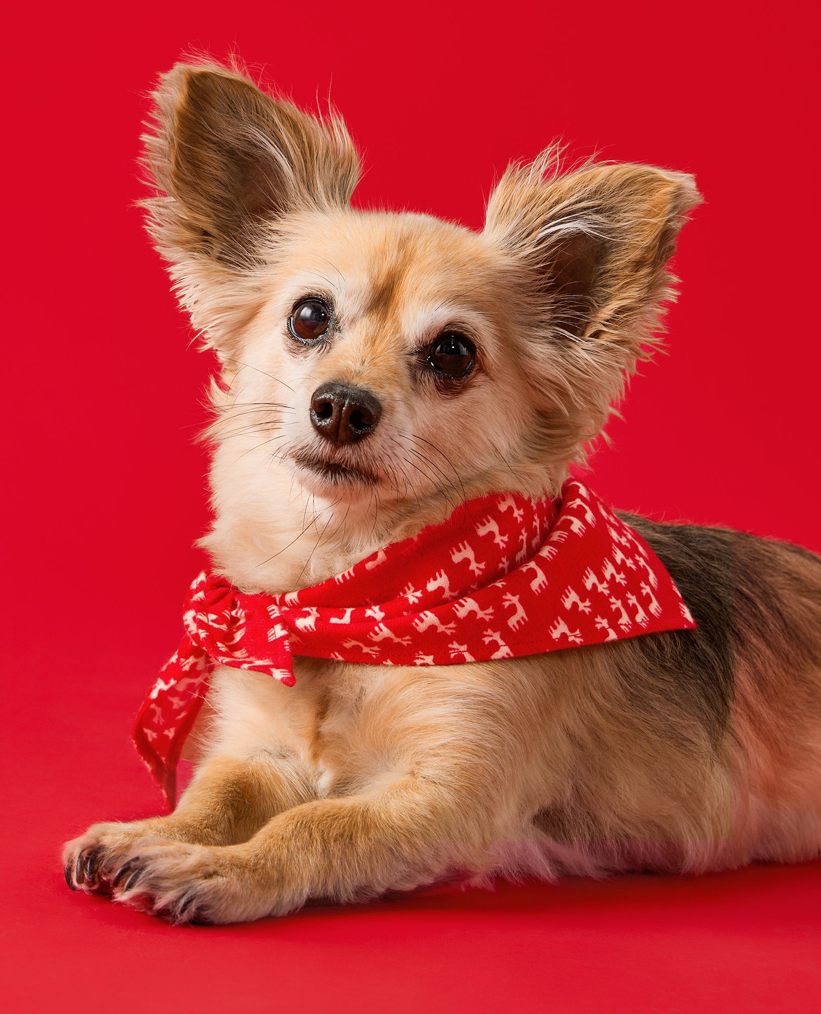 Flannel Dog Bandana in Flying Dear Deer - main