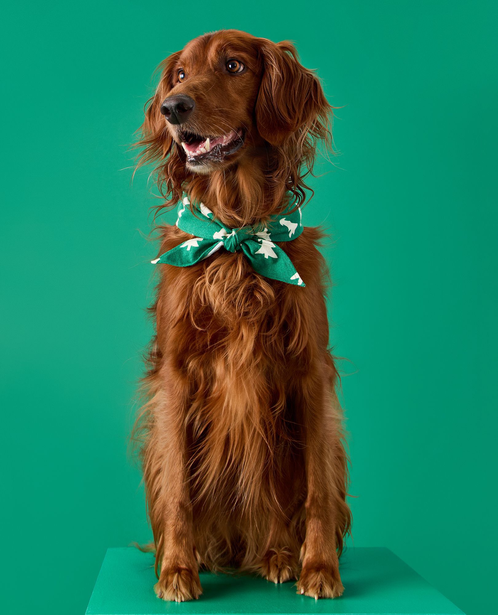 Holiday Flannel Dog Bandana in Happy Trees on Green - main