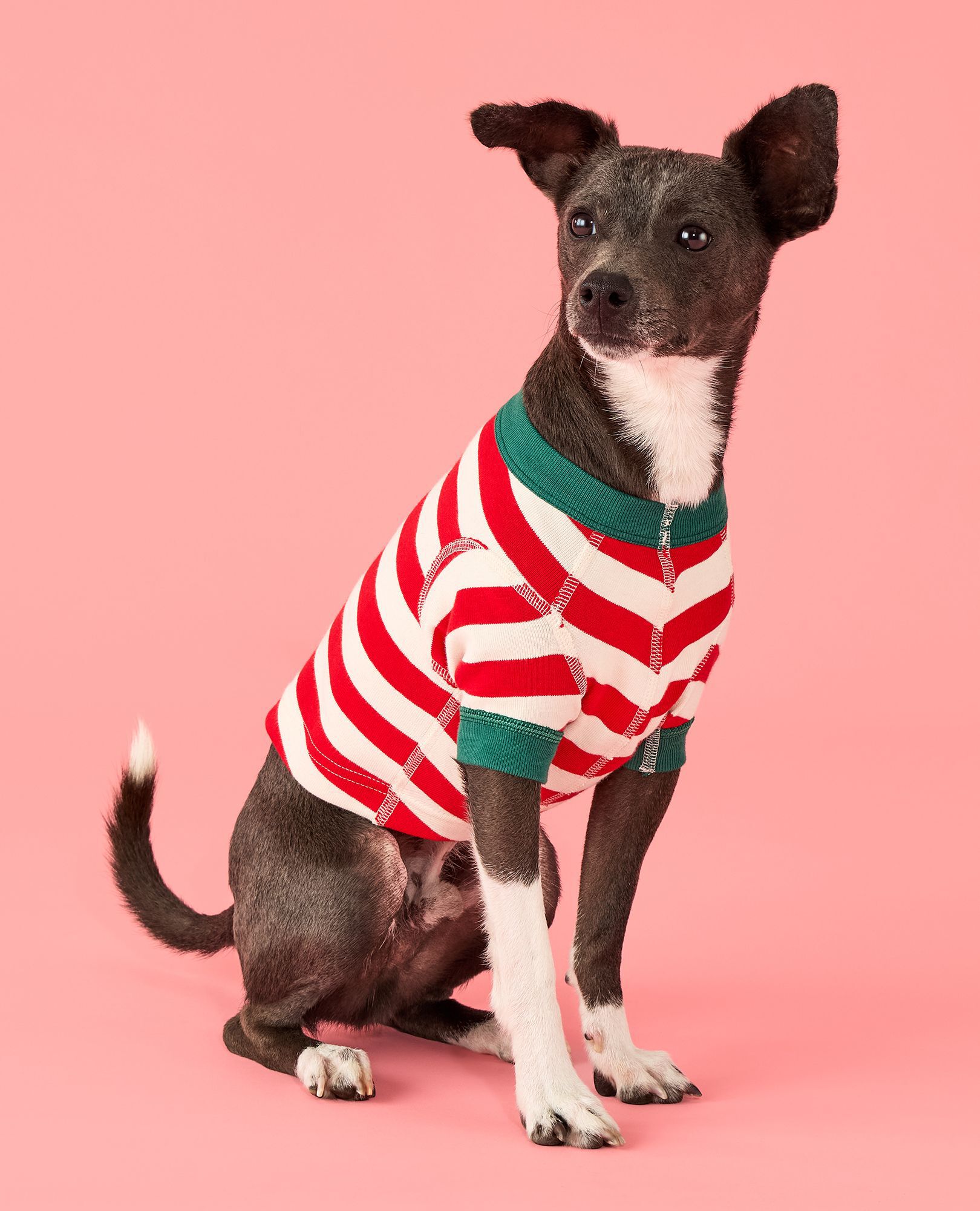 Holiday Dog Pajamas in Ribbon Red/Ecru - main