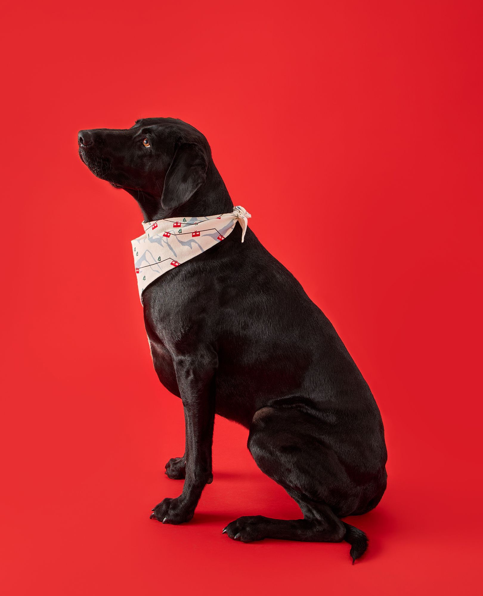 Flannel Dog Bandana in Gondolas - main