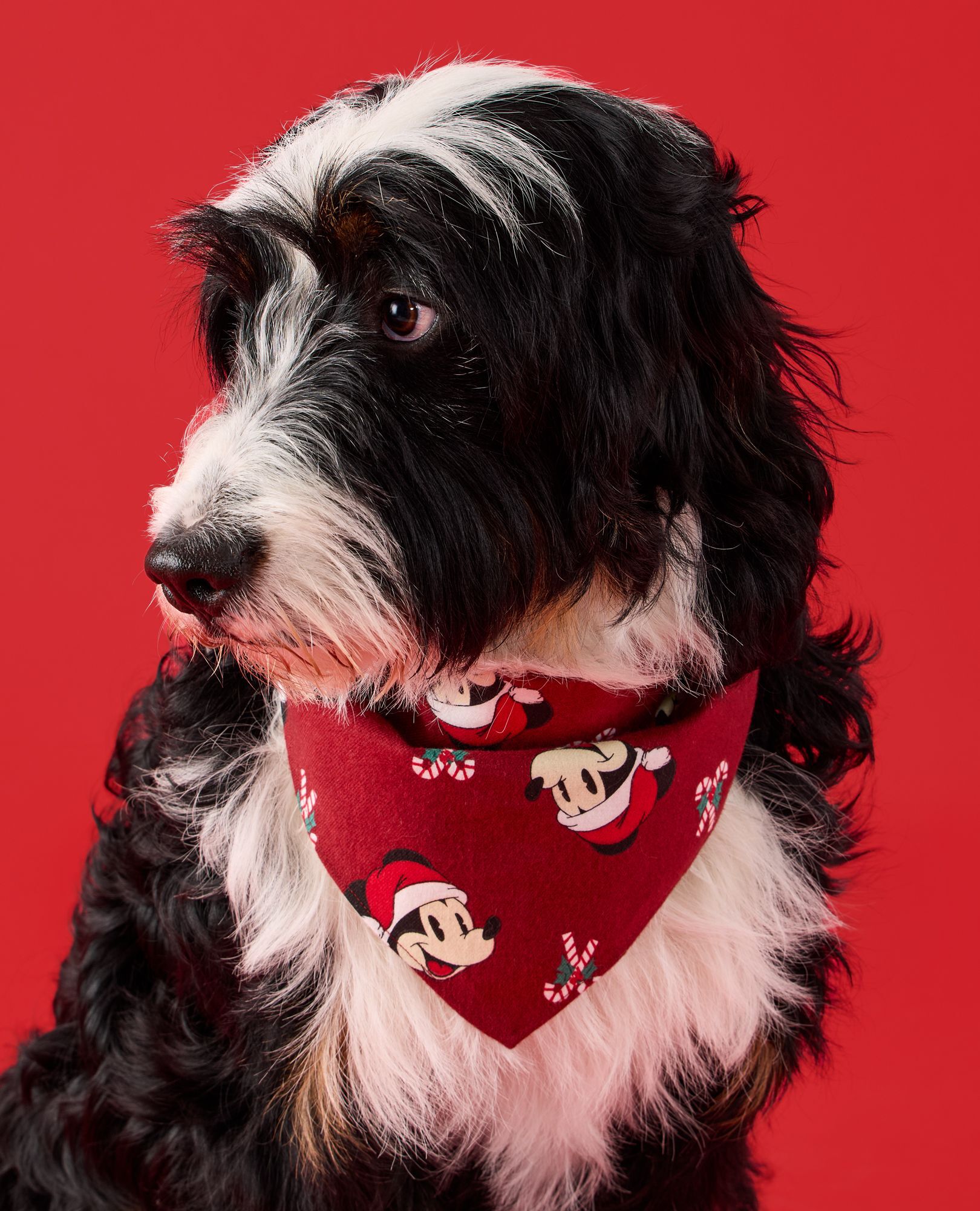 Disney Mickey Mouse Holiday Flannel Dog Bandana in Mickey Candy Cane - main