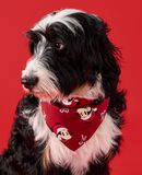 Disney Mickey Mouse Holiday Flannel Dog Bandana in Mickey Candy Cane - main