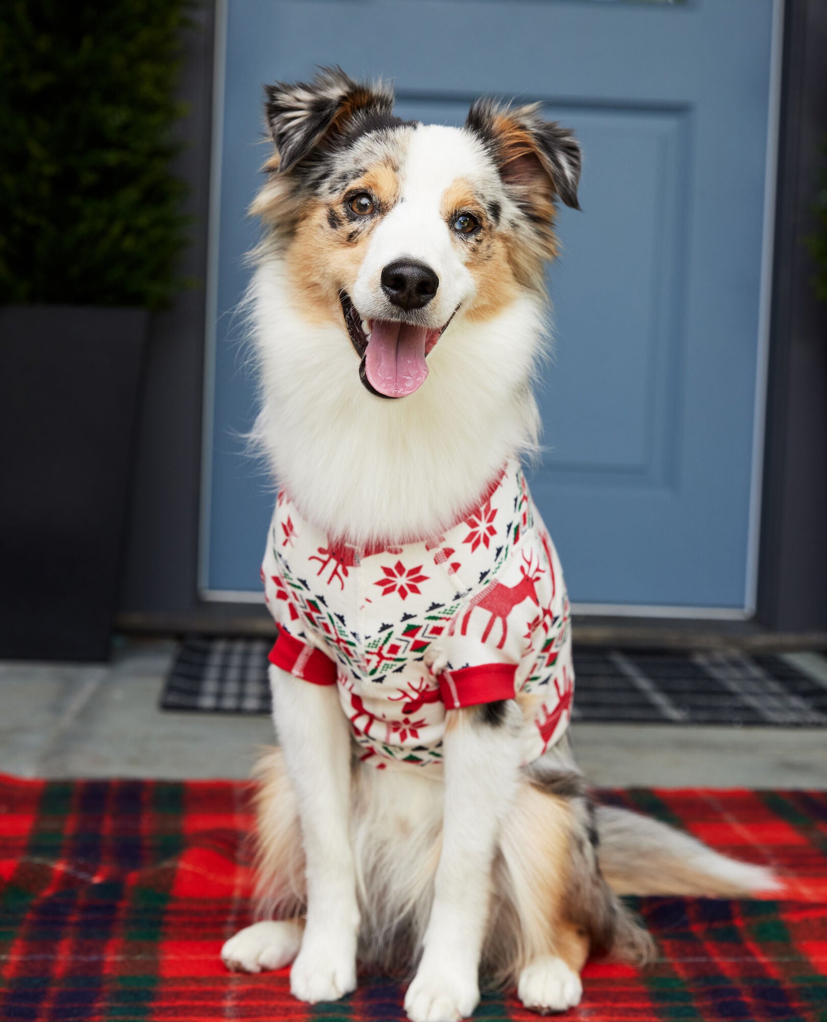 Australian shepherd hotsell pajama pants
