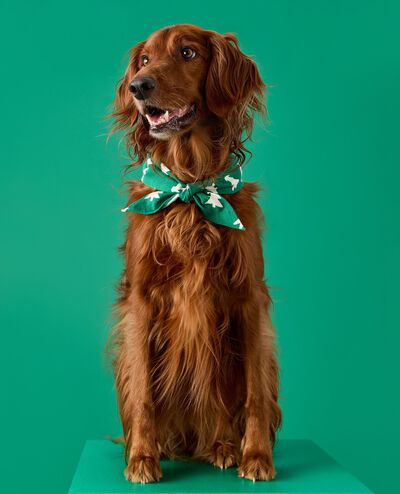 Holiday Flannel Dog Bandana in Happy Trees on Green - main