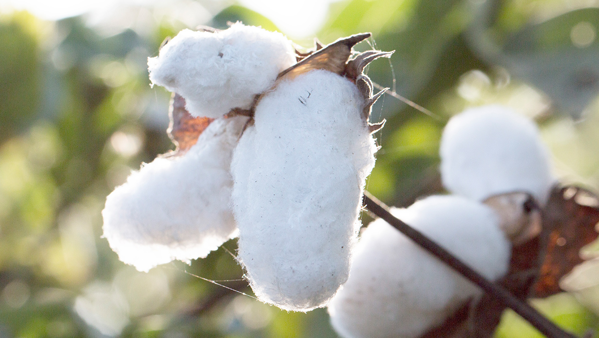 Image of a cotton plant.